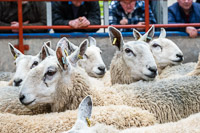 Border Ewe Sale-12